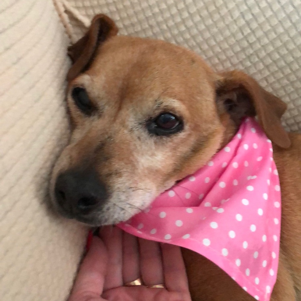 New Dog Bandana Pink snaps up to 22” nylon